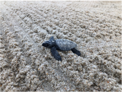 Kemp’s Ridley sea turtle on its way to the Gulf Stream where it will drift and float for about two years before returning to the shallower waters above the continental shelf to live out the rest of its life.